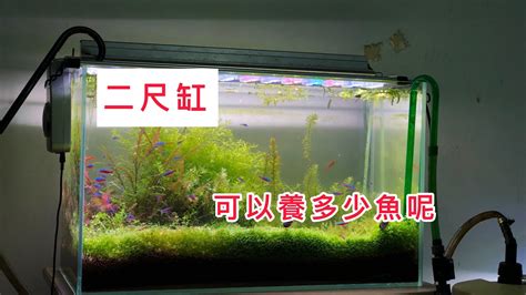 2尺魚缸魚種推薦 山茶花種植